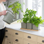 Self Watering Herb Pot Set