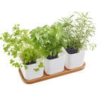 Self Watering Herb Pot Set